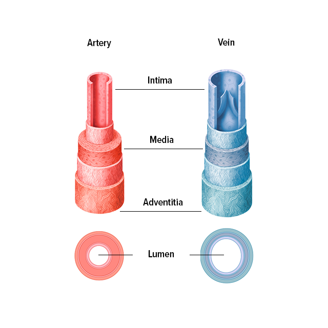 Structure of the veins and arteries Structure of the veins and arteries