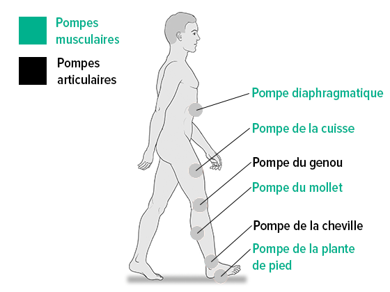 Pompes musculaires et articulaires Pompes musculaires et articulaires
