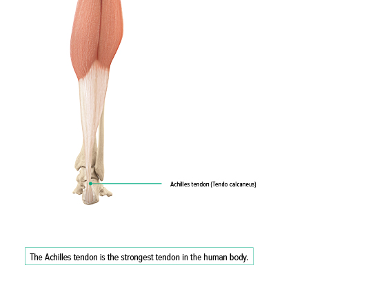 Achilles tendon Achilles tendon