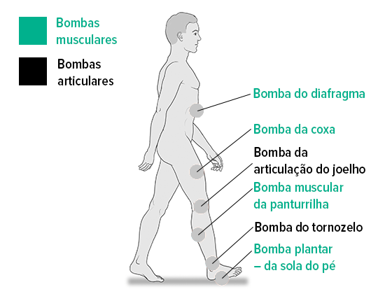 Bombas musculares e articulares Bombas musculares e articulares